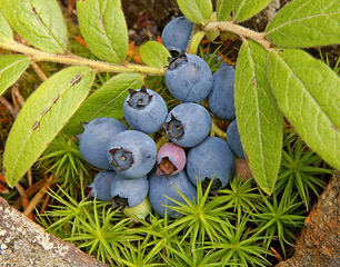 Blueberries: A primer