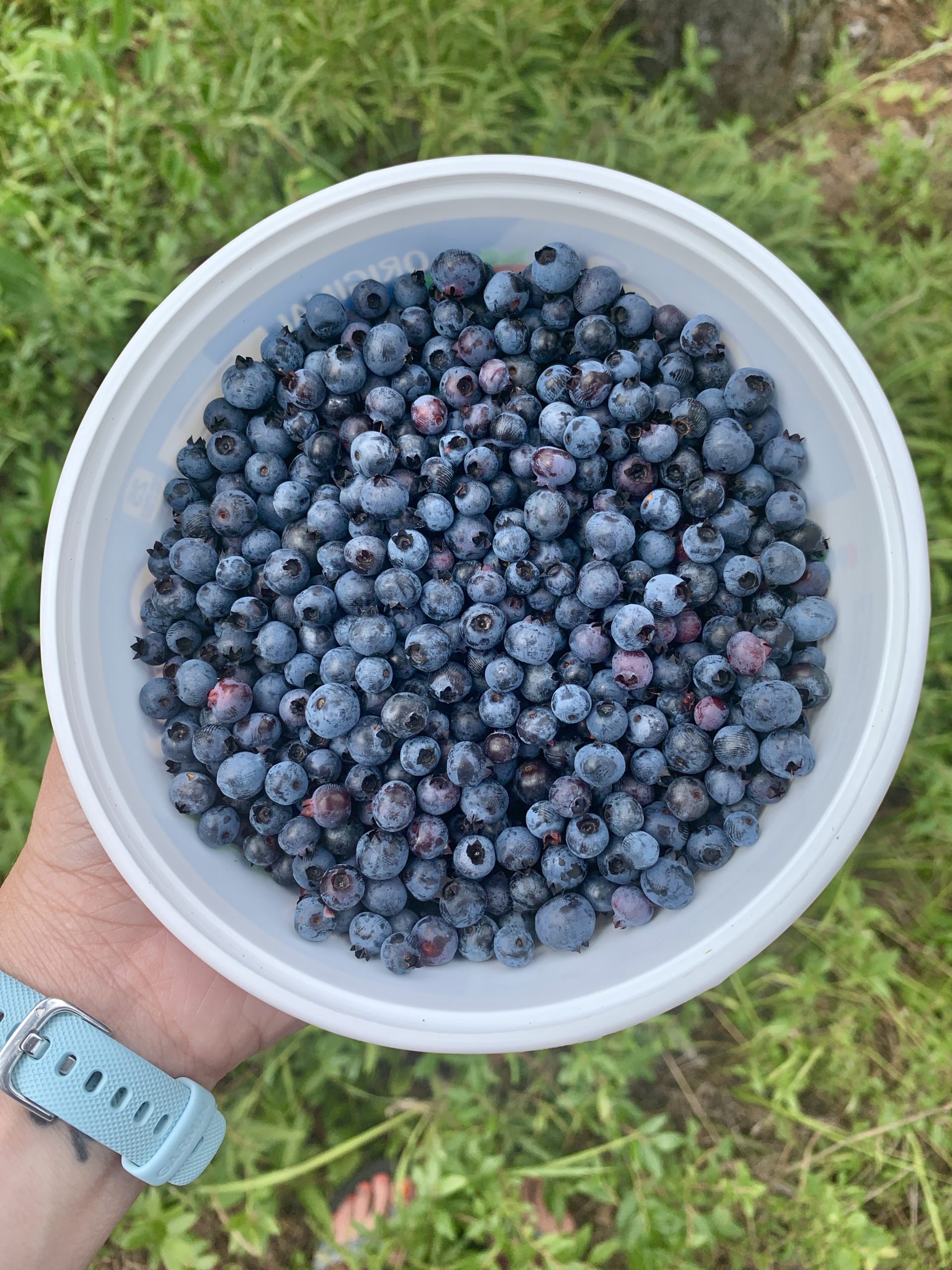 Baby’s First Blueberries: A Quetico Adventure