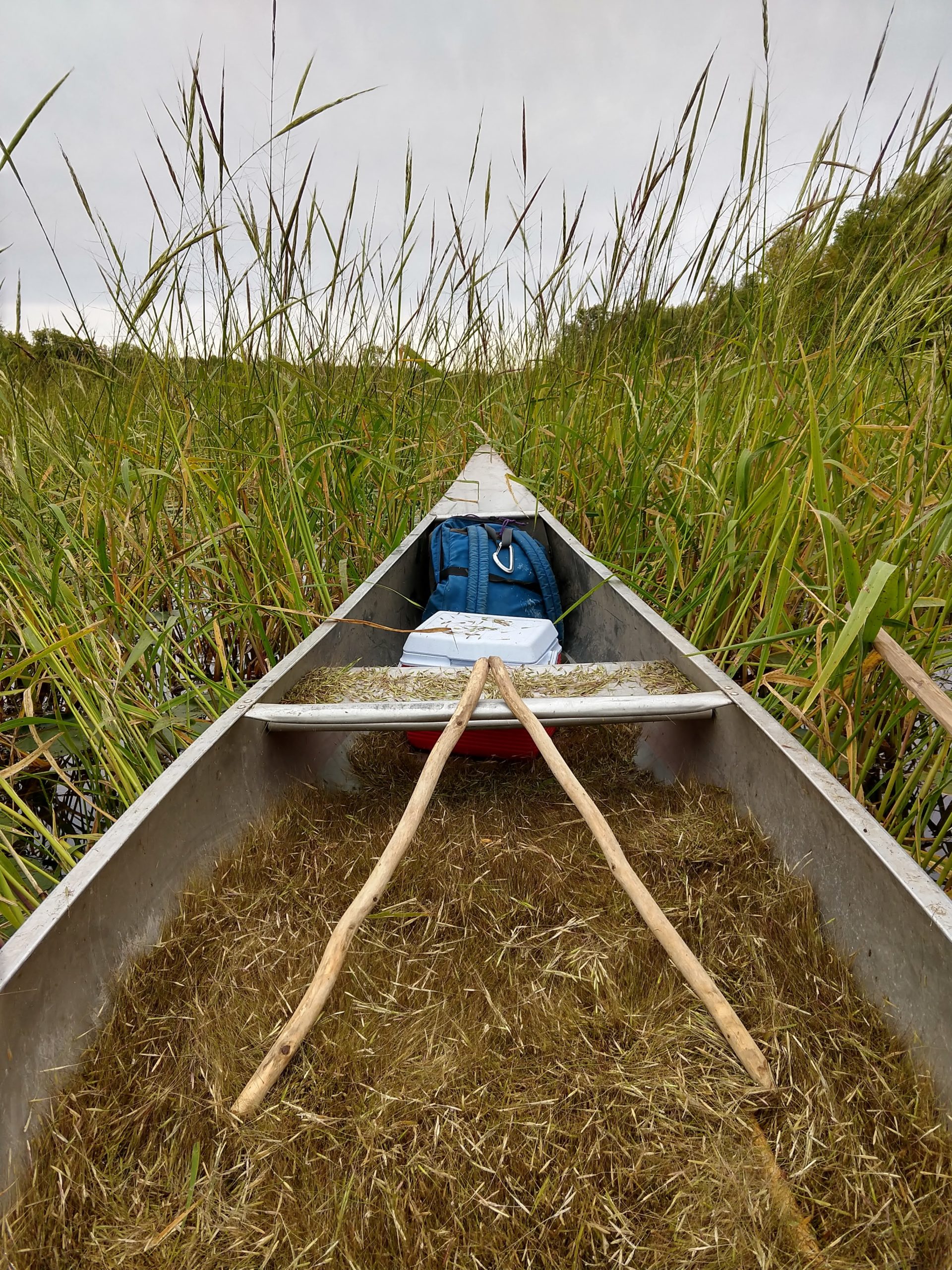 Reflections on Ricing