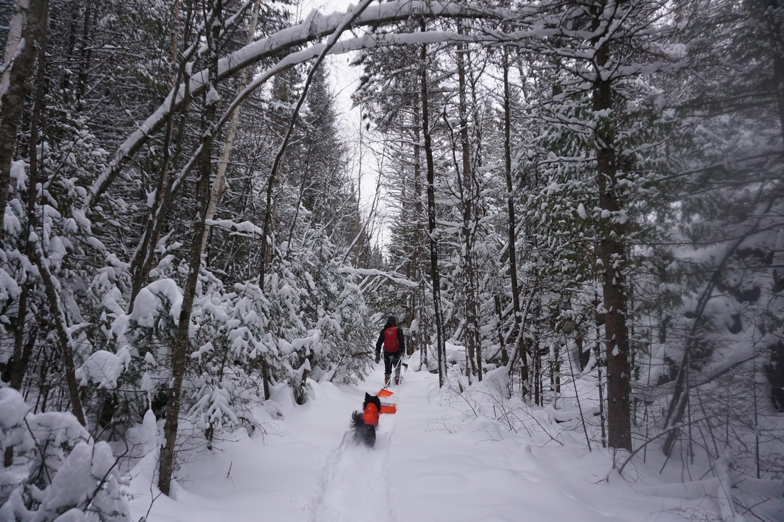 Christmas Trees by Mike Hillman