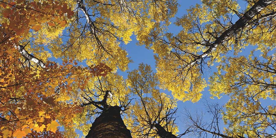 Populus Tremuloides, Quaking Aspen, or Popple