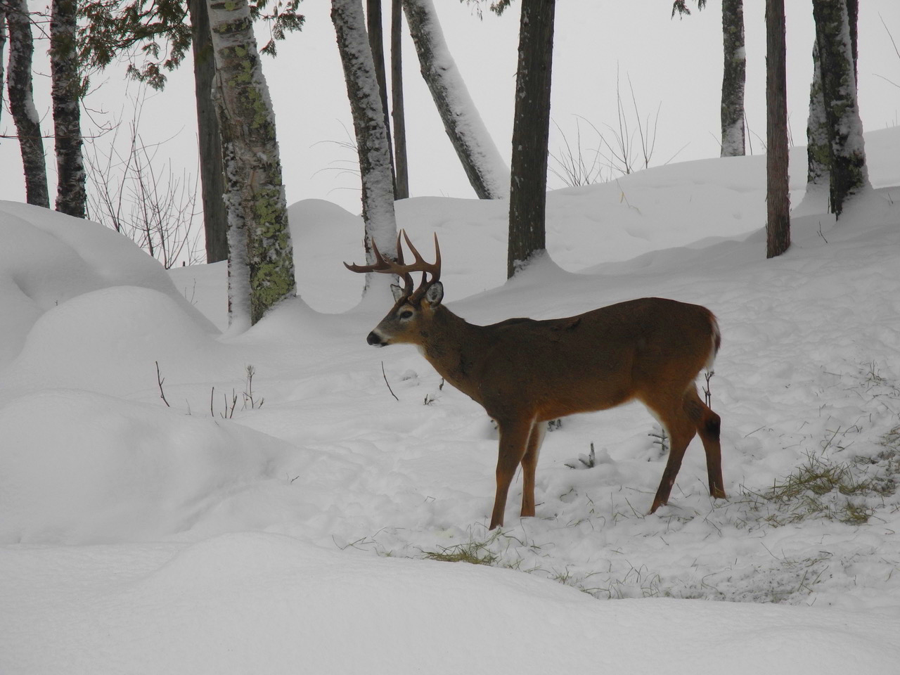 Tanning a Deer Hide: October 2011 Sidebar